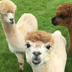 We hear there’s a nice alpaca farm