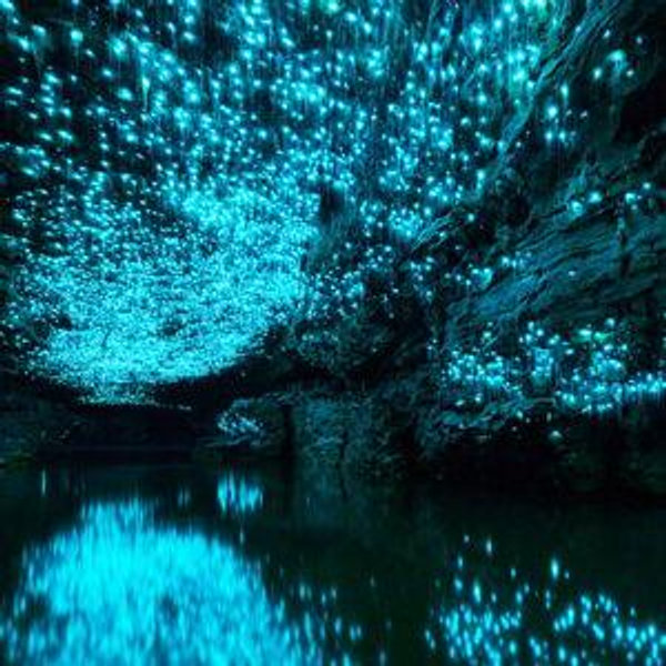 Honeymoon Adventure: Glow Worm Cave - Black Water Rafting