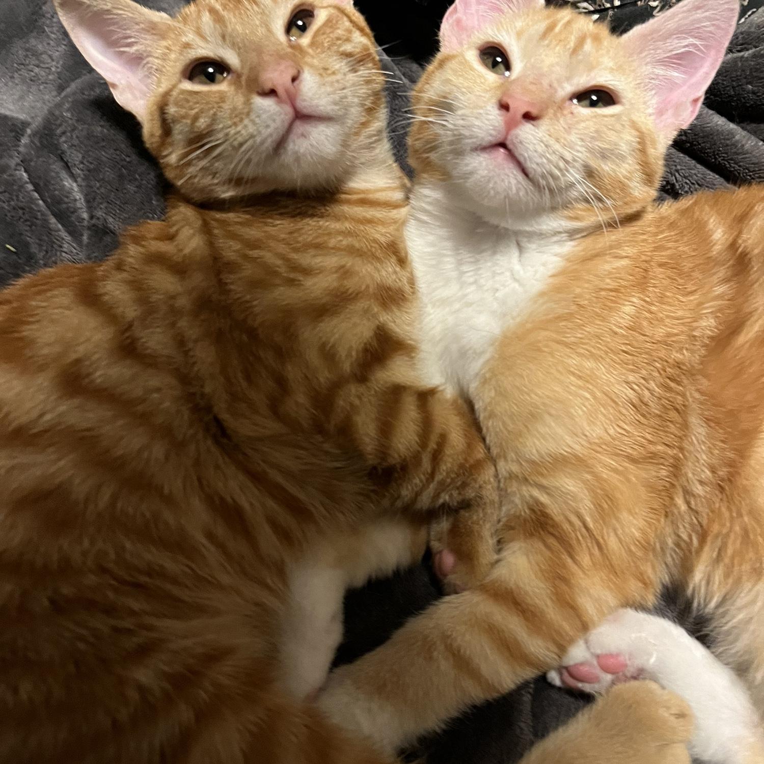In July 2023 we added two new members to our family. Mike (short for Microwave) and Lola!
