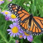 Monarch Butterfly Sanctuary