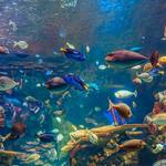 Baltimore National Aquarium