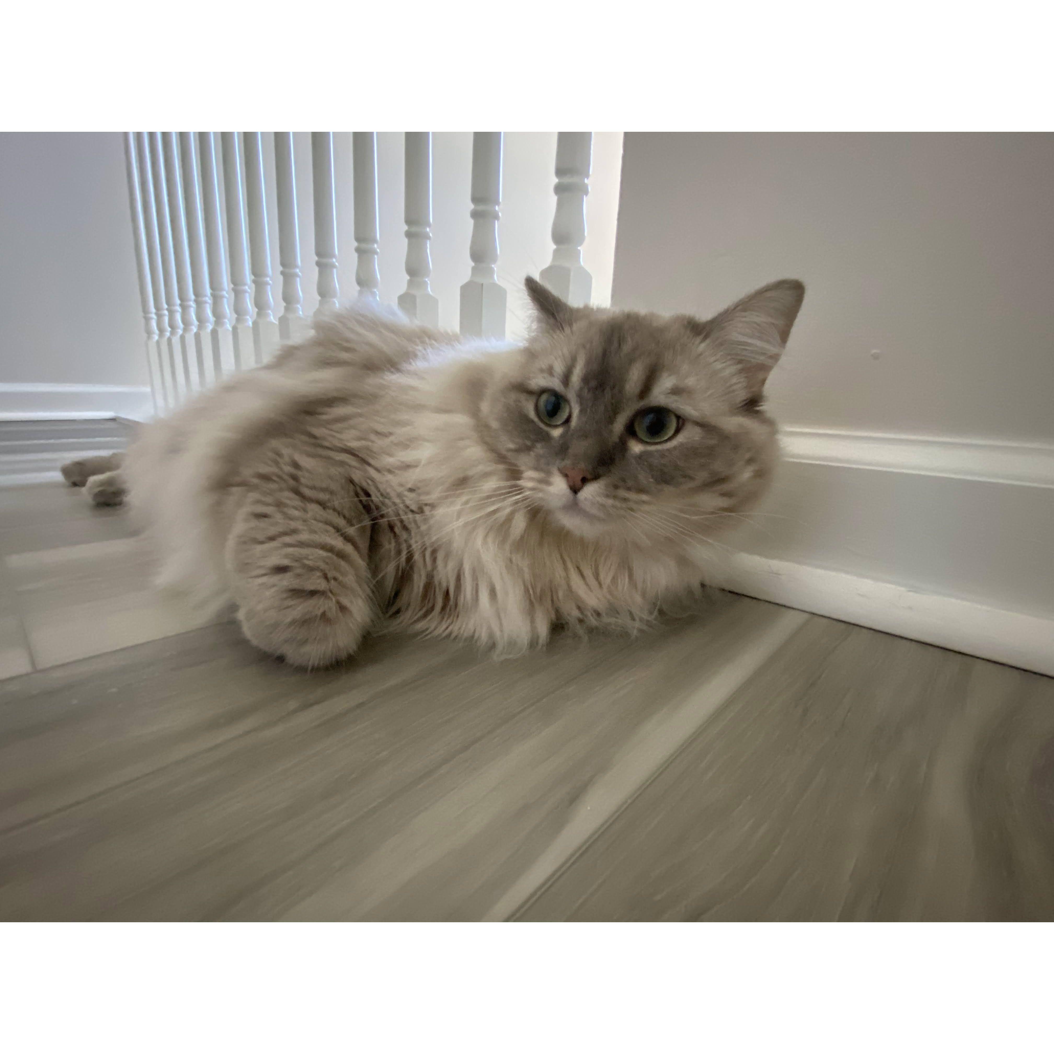 Our precious baby angel- NeeNee