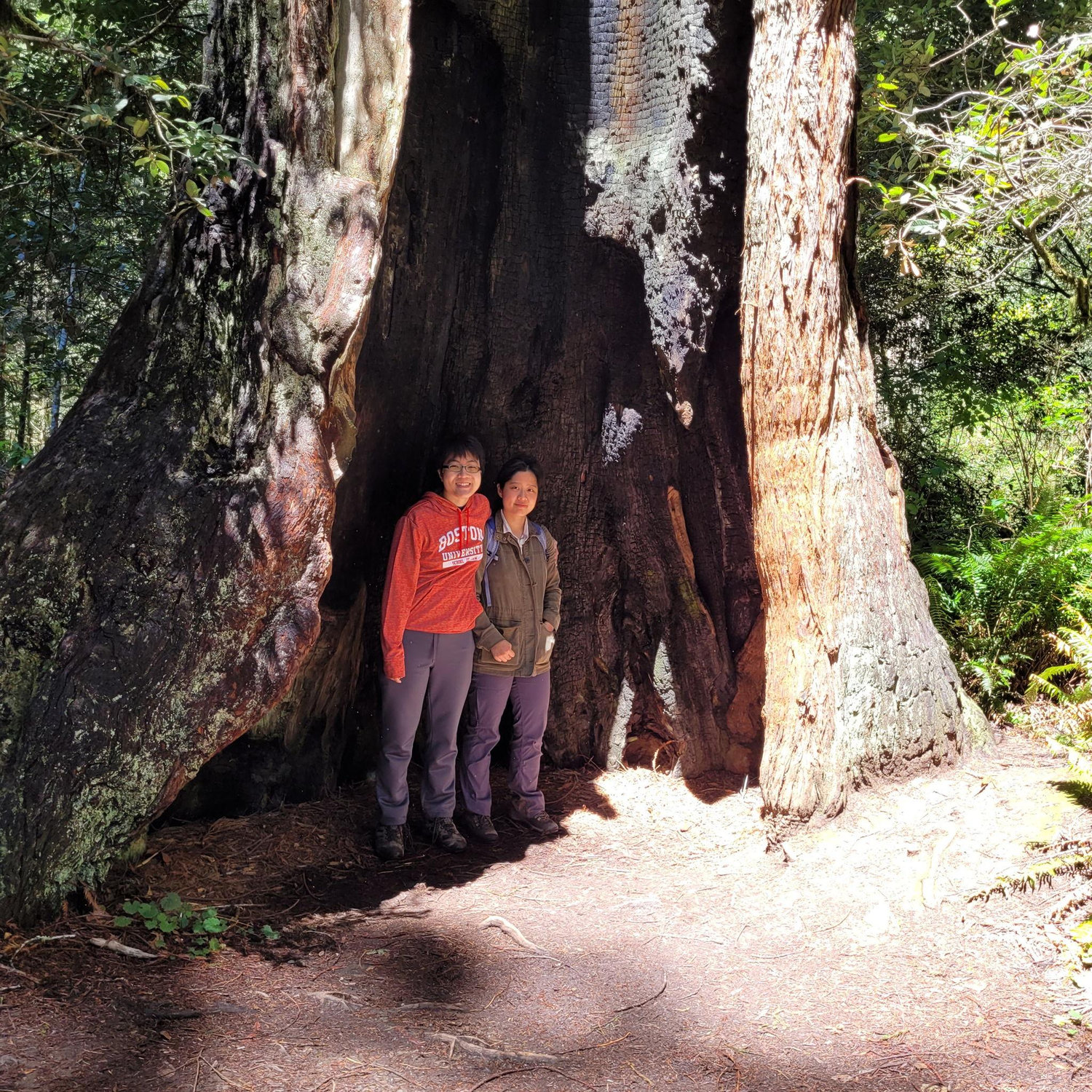 In a Redwood in California!