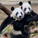 Zoo Atlanta
