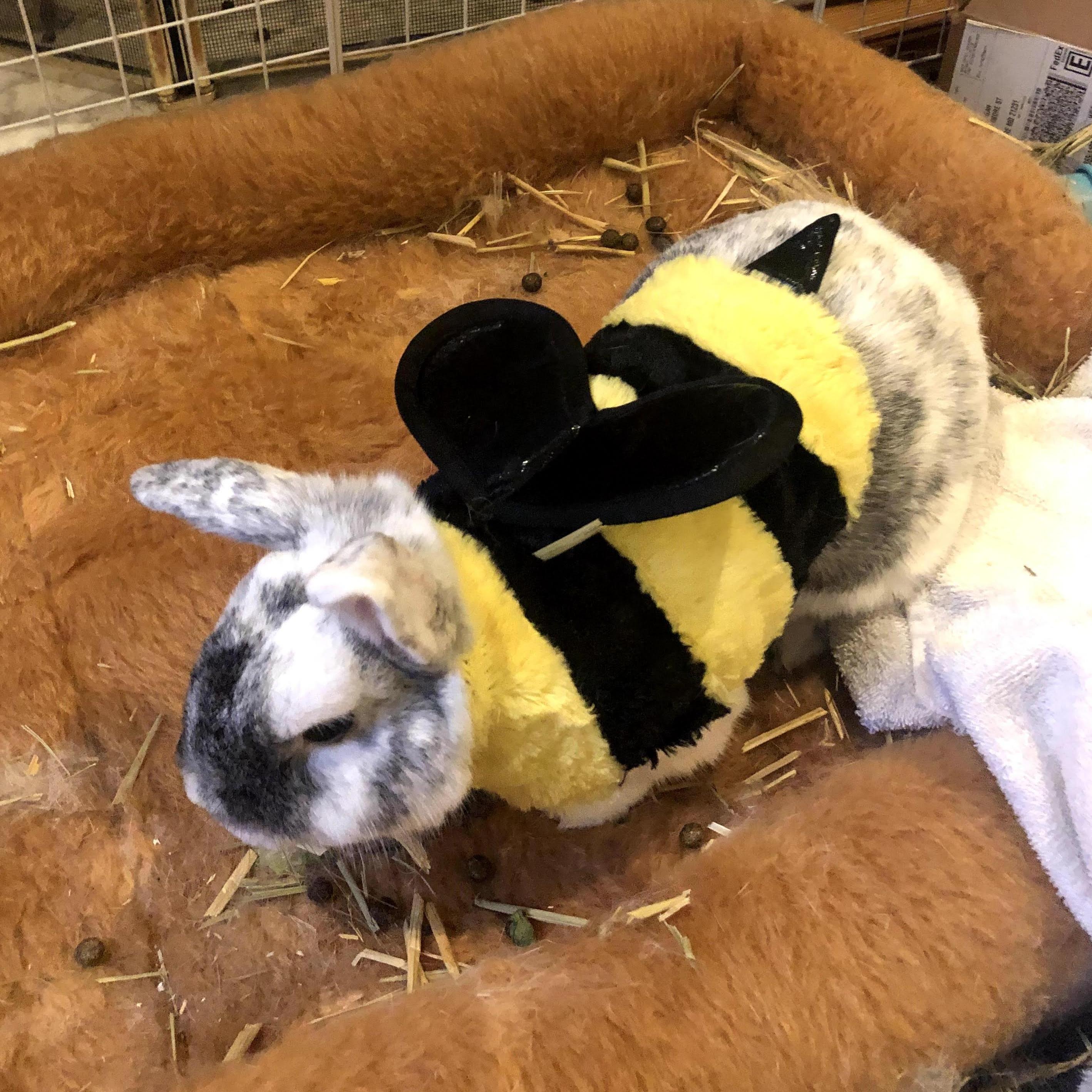 Okay this isn't a picture of us but look how cute Squirrel is in a bee costume!