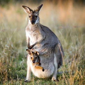 Australia/New Zealand 2027