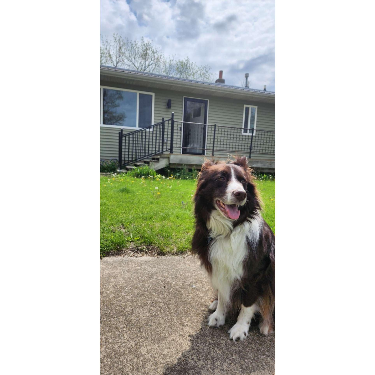 Ryu looking very proud of his new house and yard.