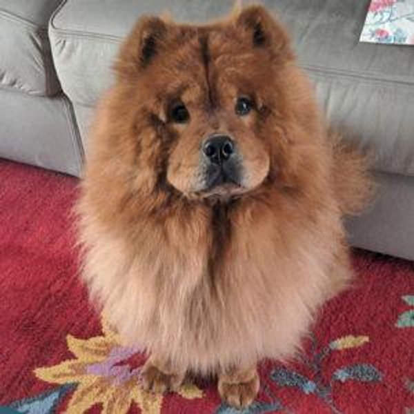 Our "Future" Puppy (Barkules, Barktholomew or Puglas)