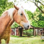 Middleton Place Equestrian Center