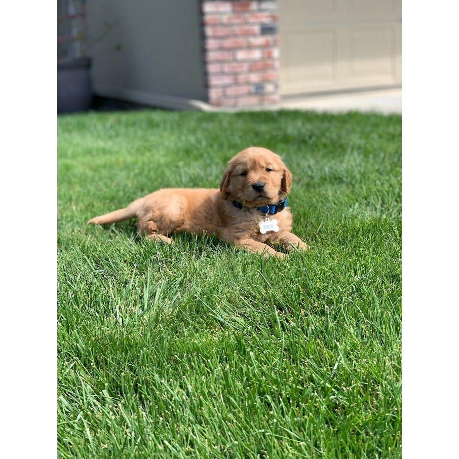 Baby Rexy was introduced into our lives and we couldn't be happier.