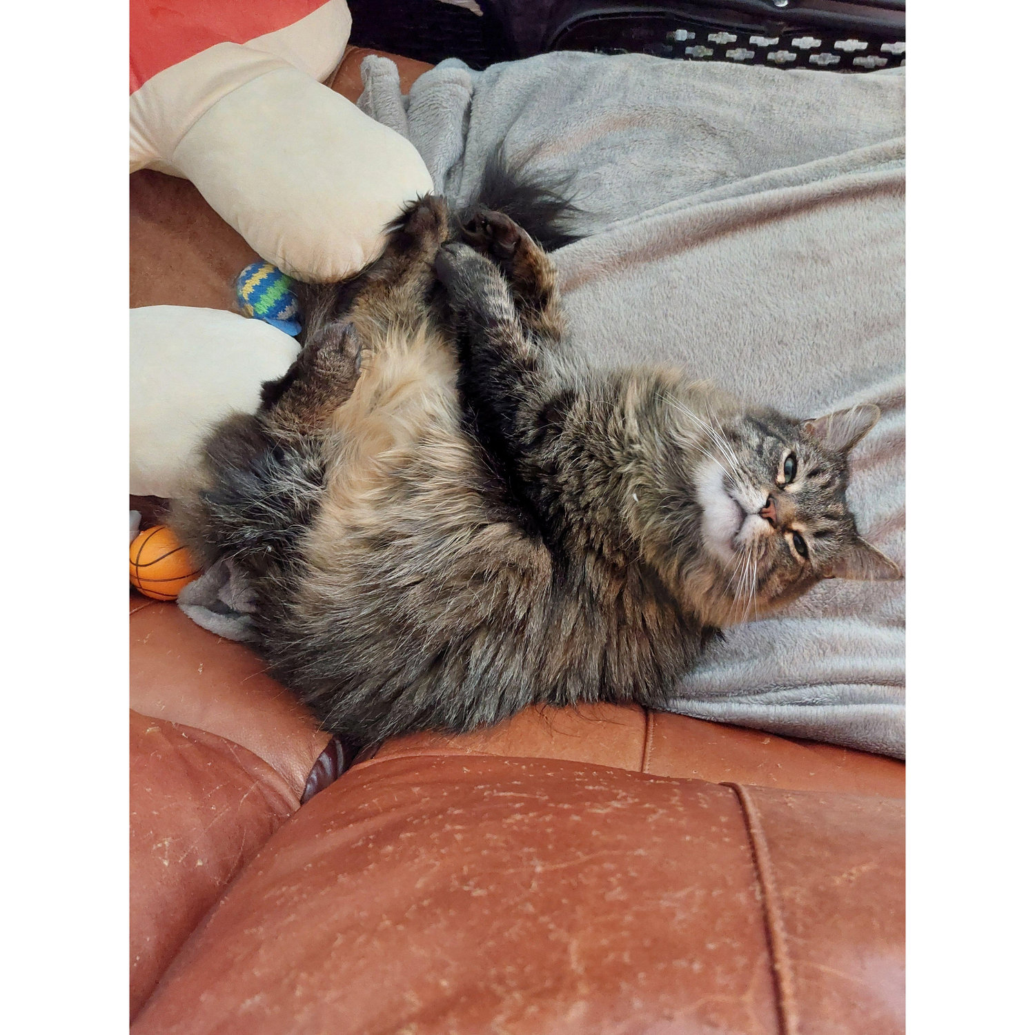 Pippy being cute