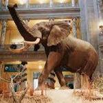 Smithsonian National Museum of Natural History