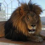 Lion Habitat Ranch inc