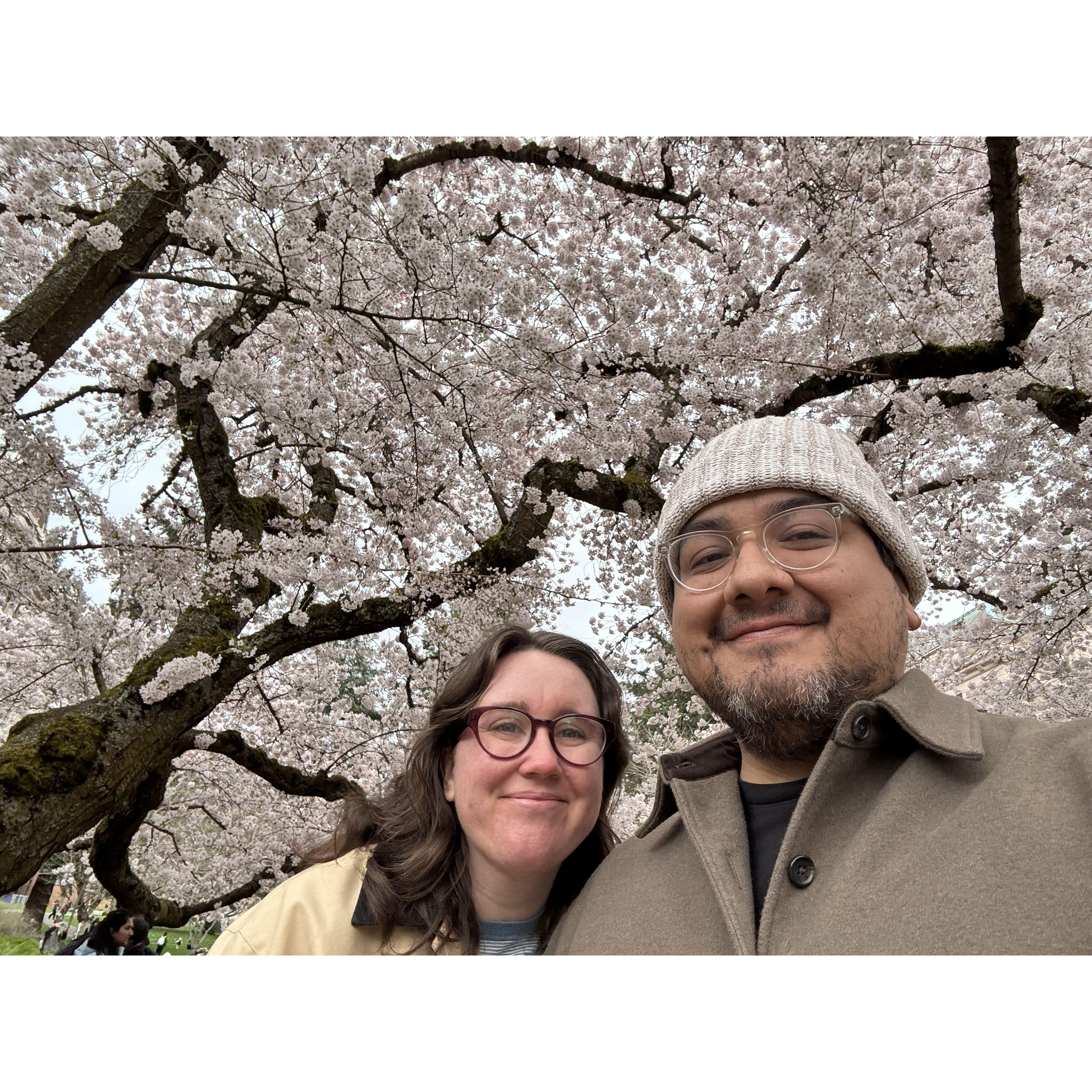 Cherry Blossoms in the UW Quad
