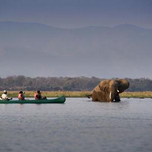 Water Elephant Safari