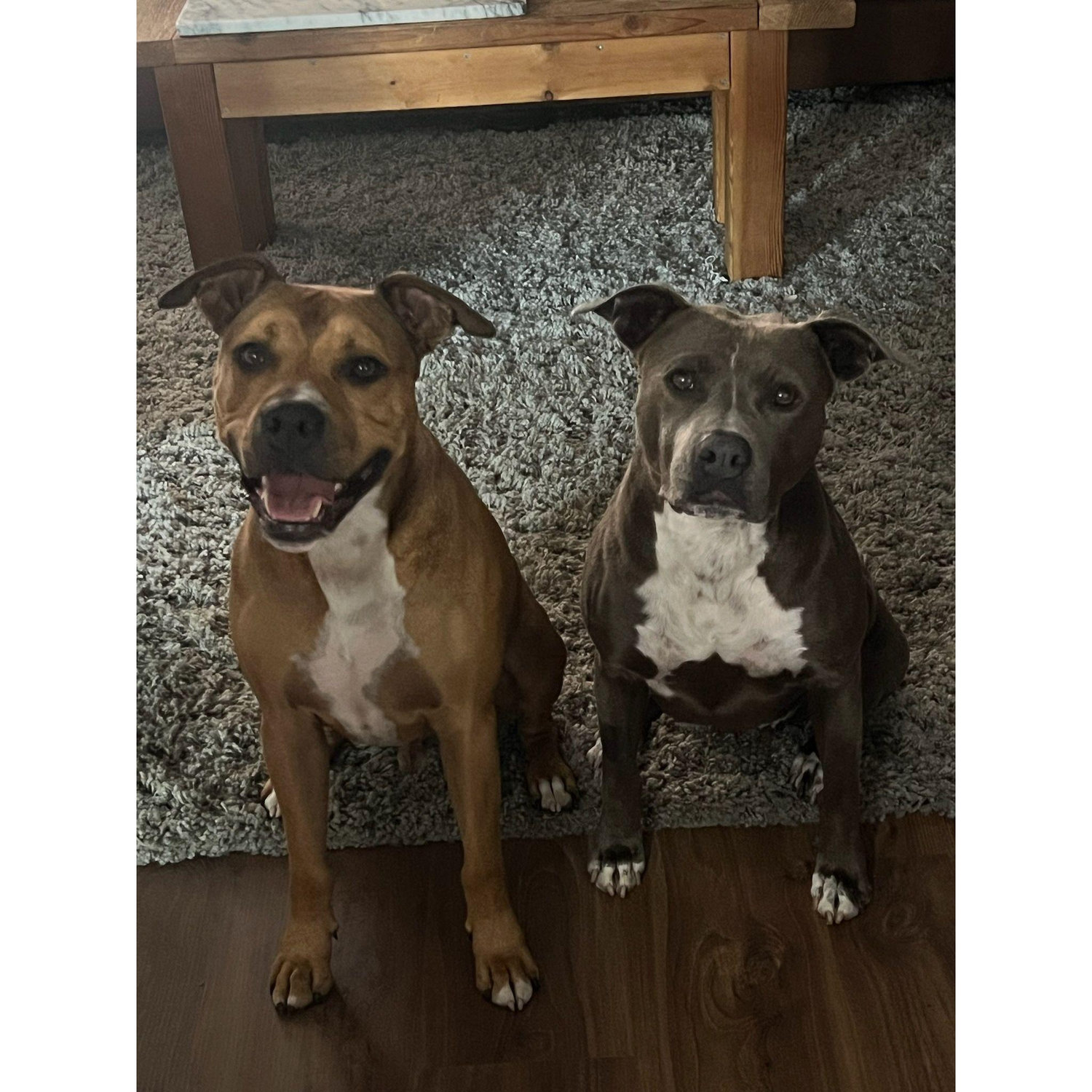 Our matchmakers, Cooper and Brooklyn