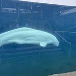 Mystic Aquarium