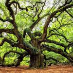 Angel Oak Tree
