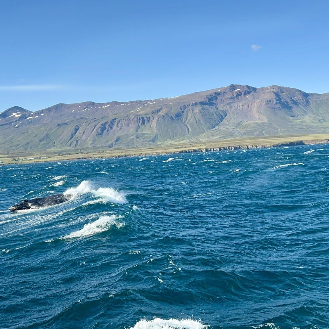 Humpback Whale / Baleia jubarte