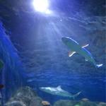 SEA LIFE Michigan Aquarium