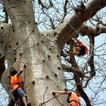 accrobaobab adventure