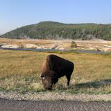 Jackson Hole Wildlife Safaris