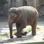 San Antonio Zoo