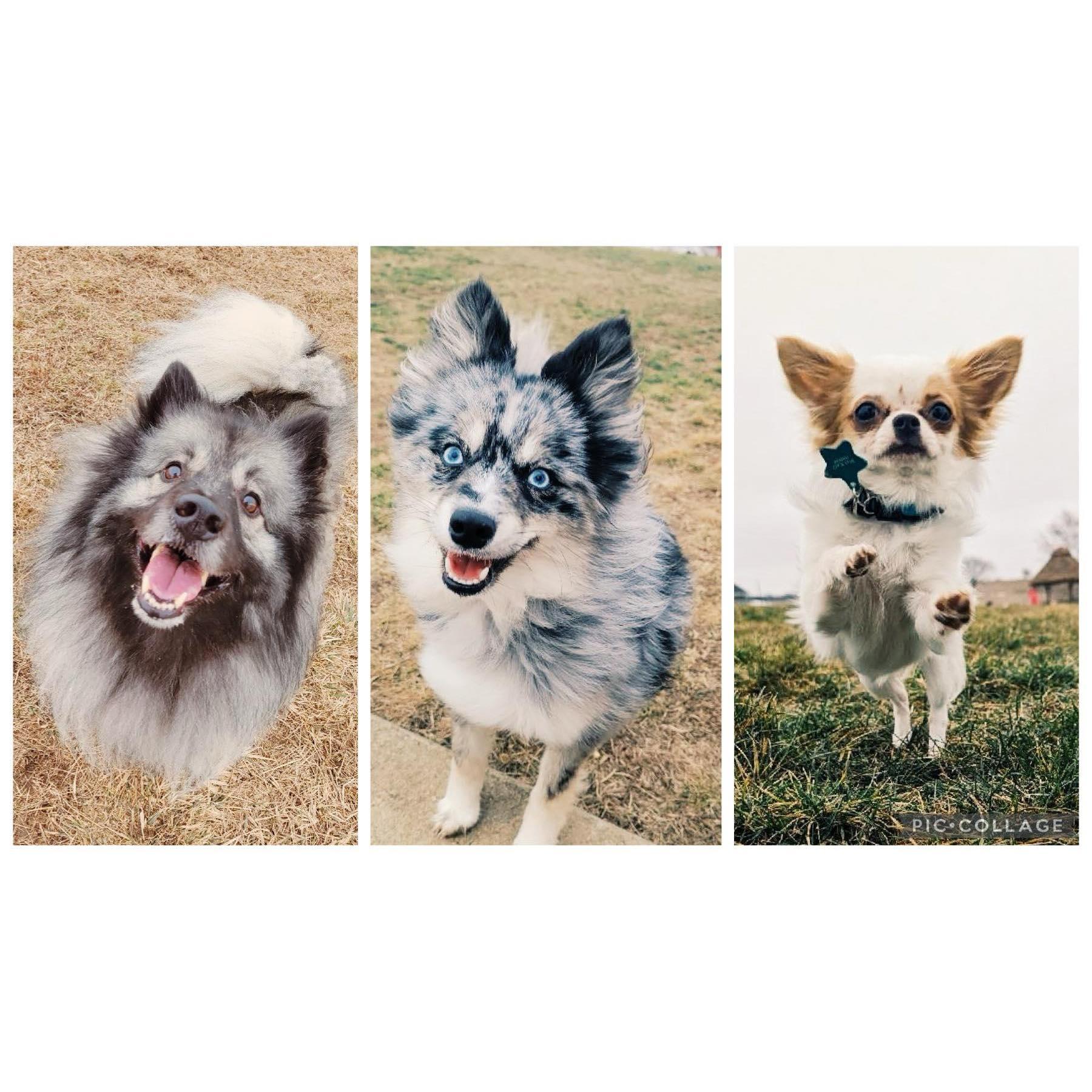 Our fur babies