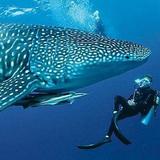 Oslob, Cebu Whale Shark Watching