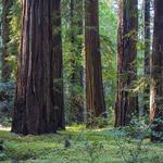 Hendy Woods State Park