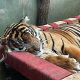 Zoo Frankfurt