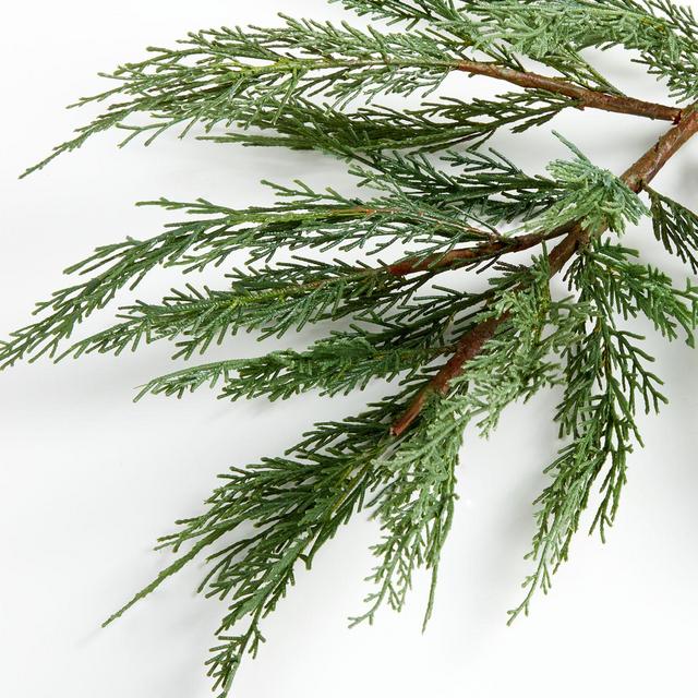 Cypress Stem