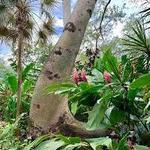 Queen Elizabeth II Botanic Park