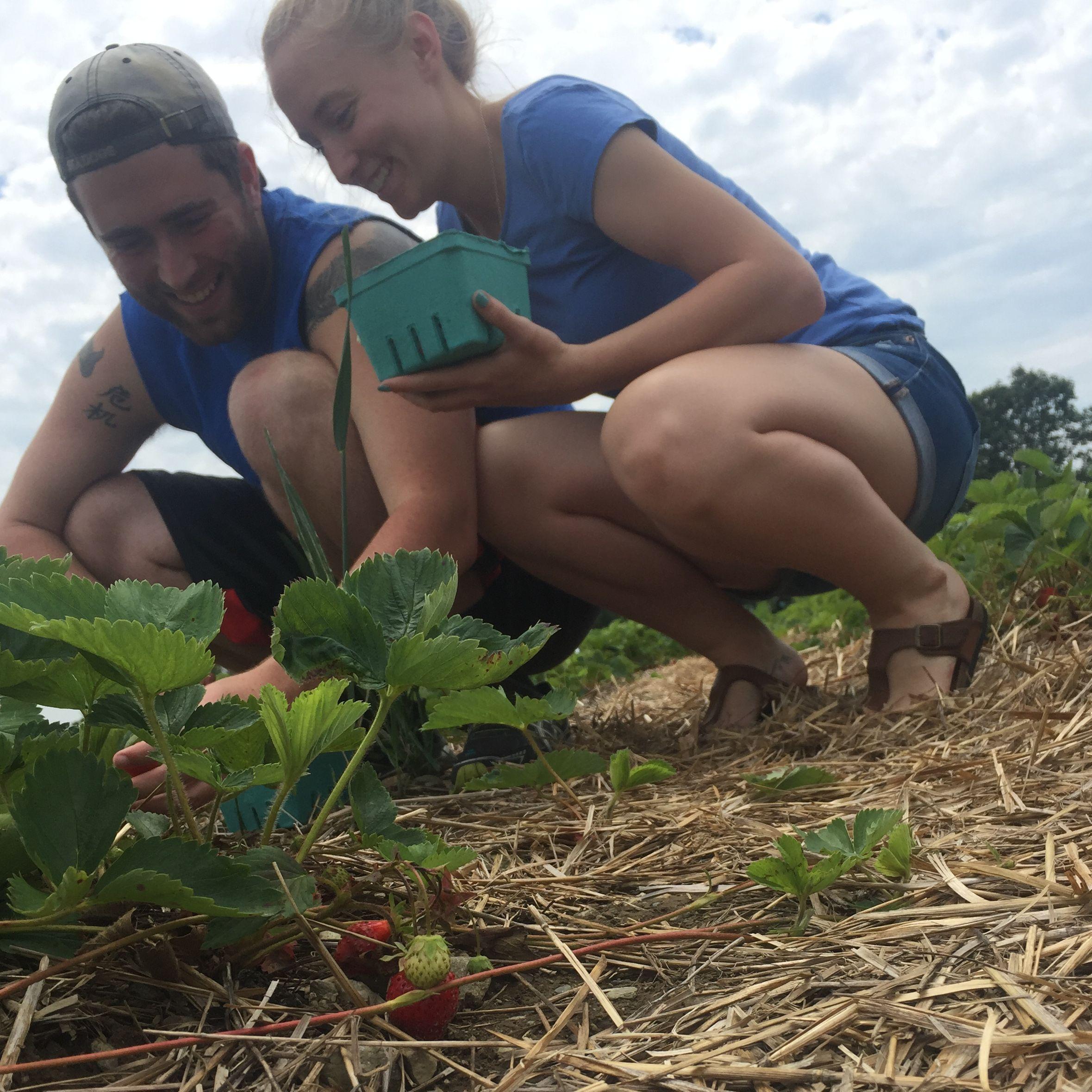 Strawberry Picking (2017)