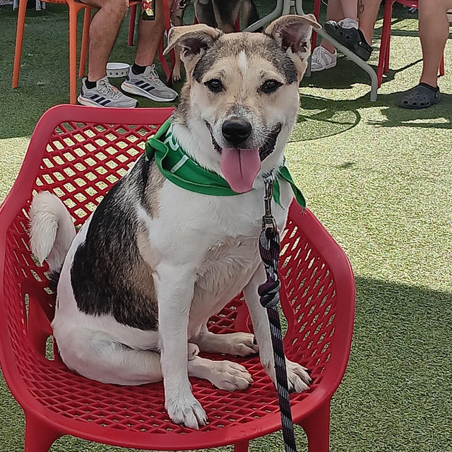 Our Favorite Charity - Houston Pets Alive
