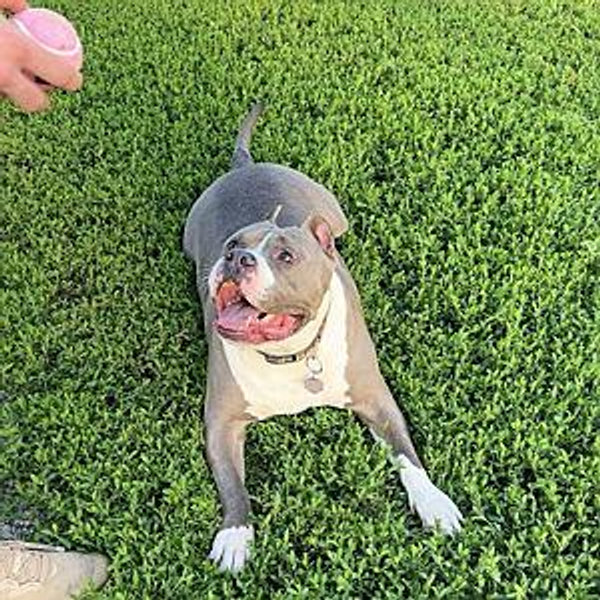 Our Pet Toy Fund