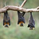 The Bat Jungle