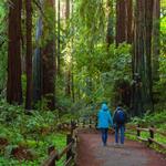 Muir Woods National Monument