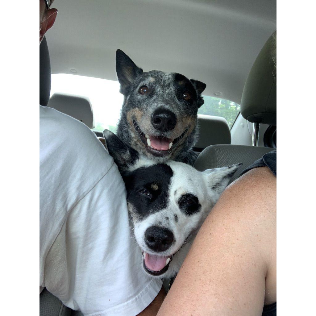 Jax and Bailey still wanted to be center of attention...