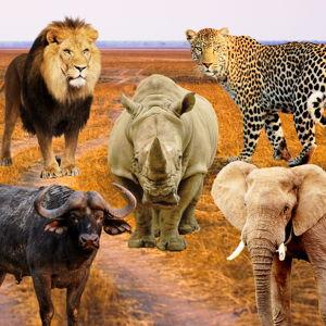 Help Us Spot the Big Five Fund