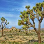 Joshua Tree National Park