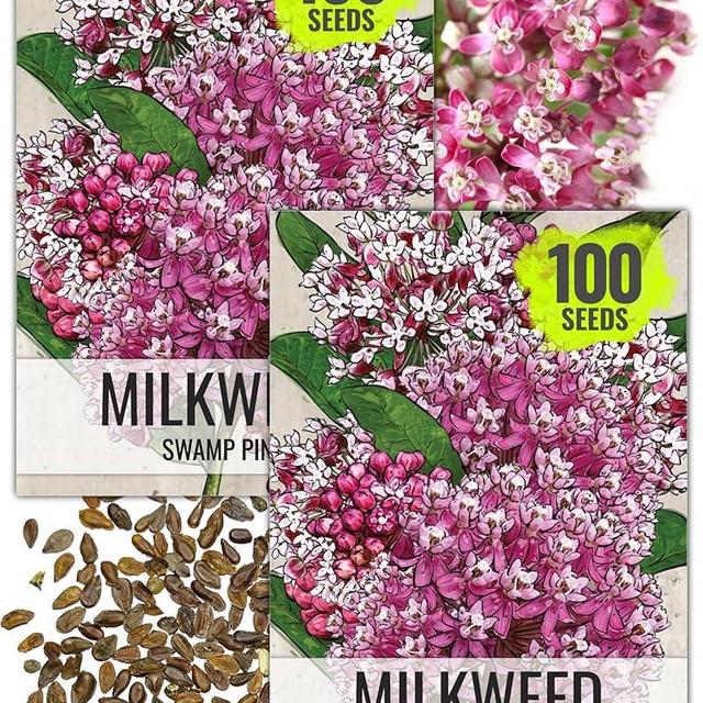 Seed Needs, Pink Swamp Milkweed Seeds for Planting (Asclepias incarnata) Heirloom, Open Pollinated & Untreated, Attracts Monarch Butterflies (2 Packs)