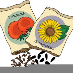 Seed Fund 🌱