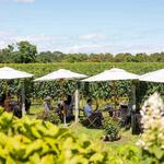 Vineyards and wineries