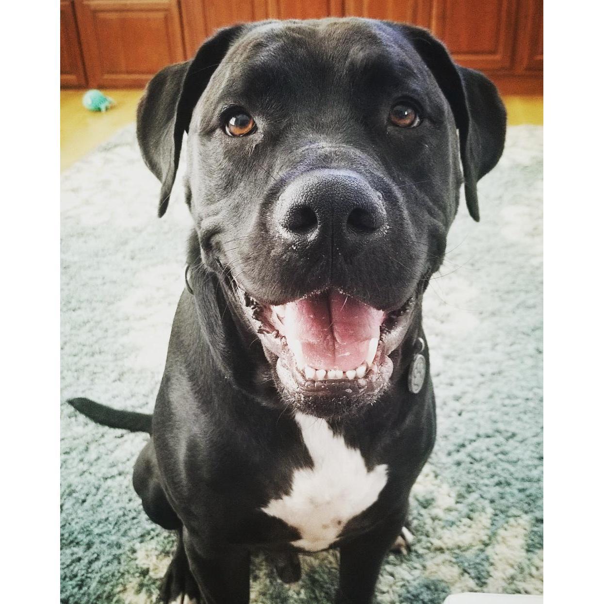 Our sweet boy and ring bearer, Drogo.
