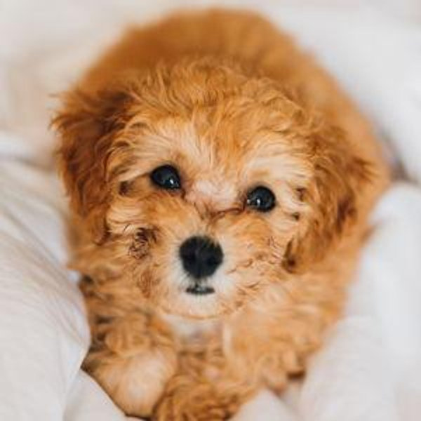Puppy Fund