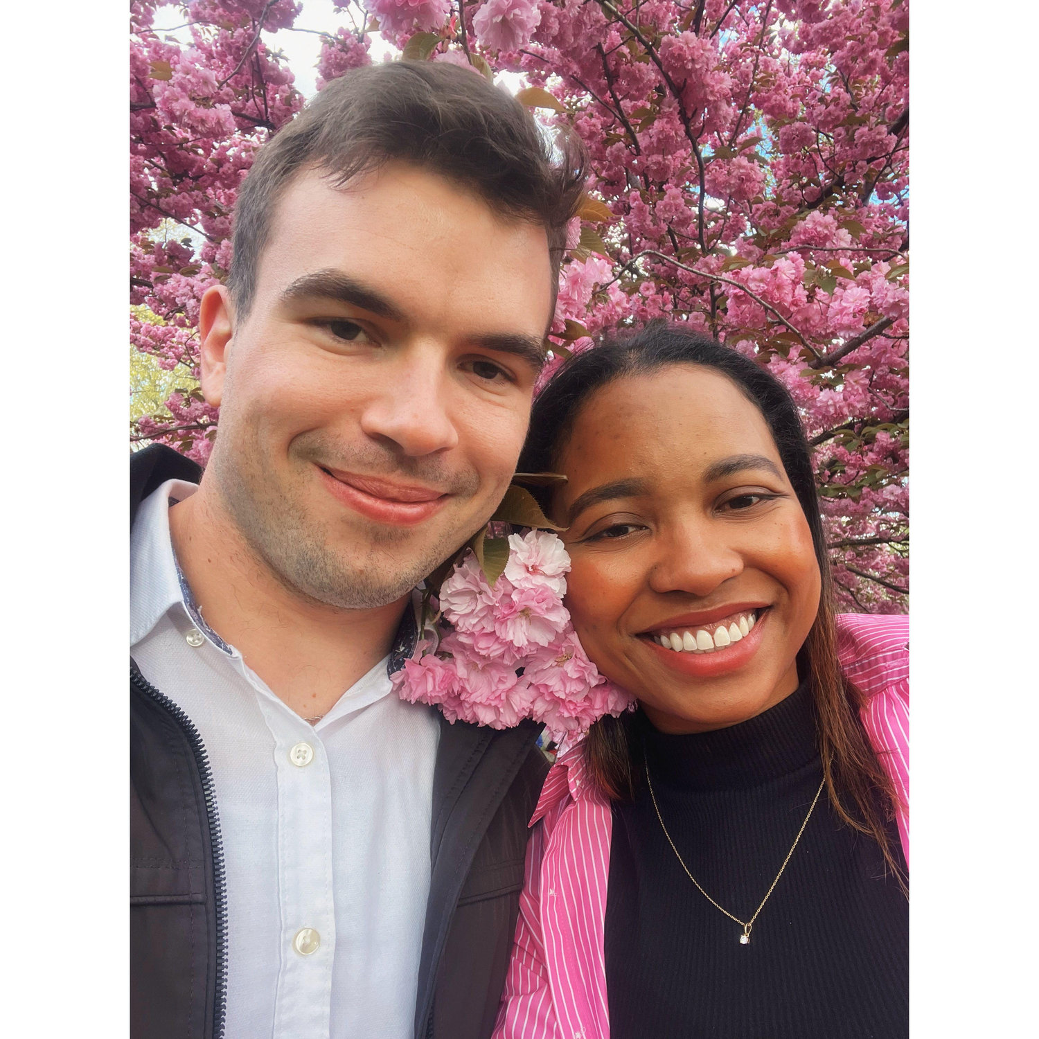 Central Park cherry blossoms