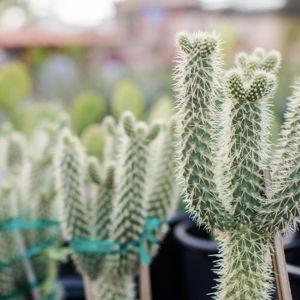Succulents- Are you feeling exotic?