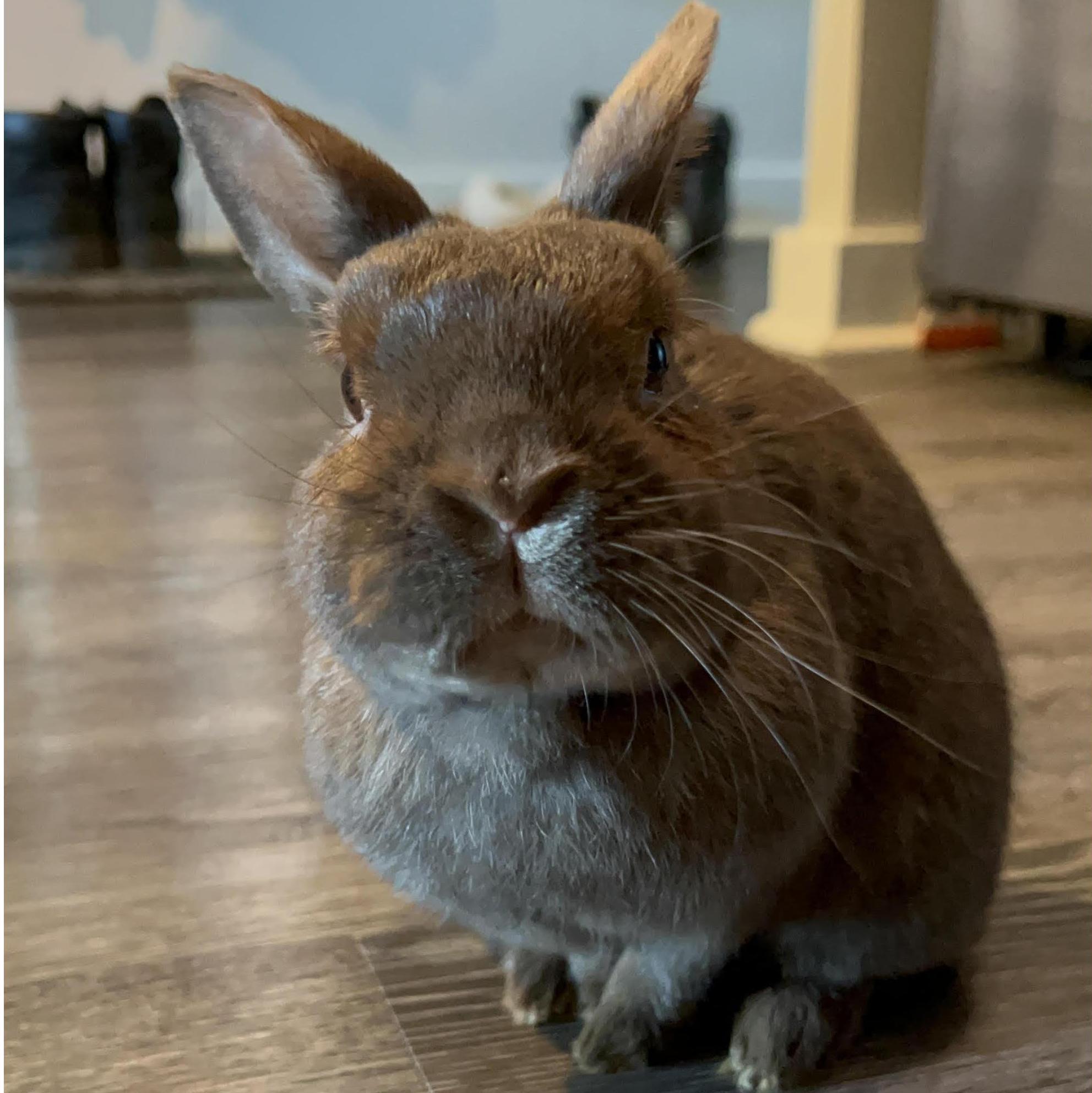 Our late bunny, Oakley (Moo's). He was almost 11!