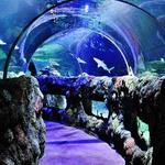 SEA LIFE Kansas City